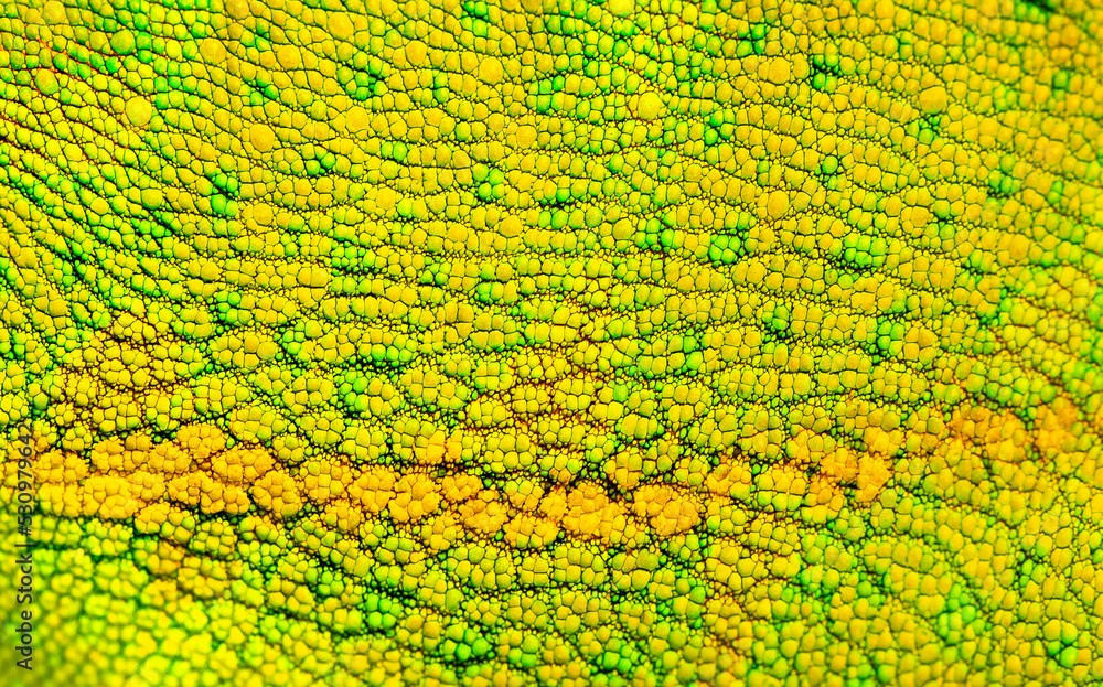 Beautiful multicolored bright chameleon skin, reptile skin pattern texture multicolored closeup