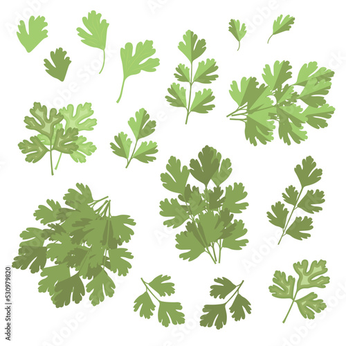 Fresh green plant  nutritious  delicious green parsley. Vector illustration. A set of parsley leaves individually and in bundles. For menus  children s books and culinary topics
