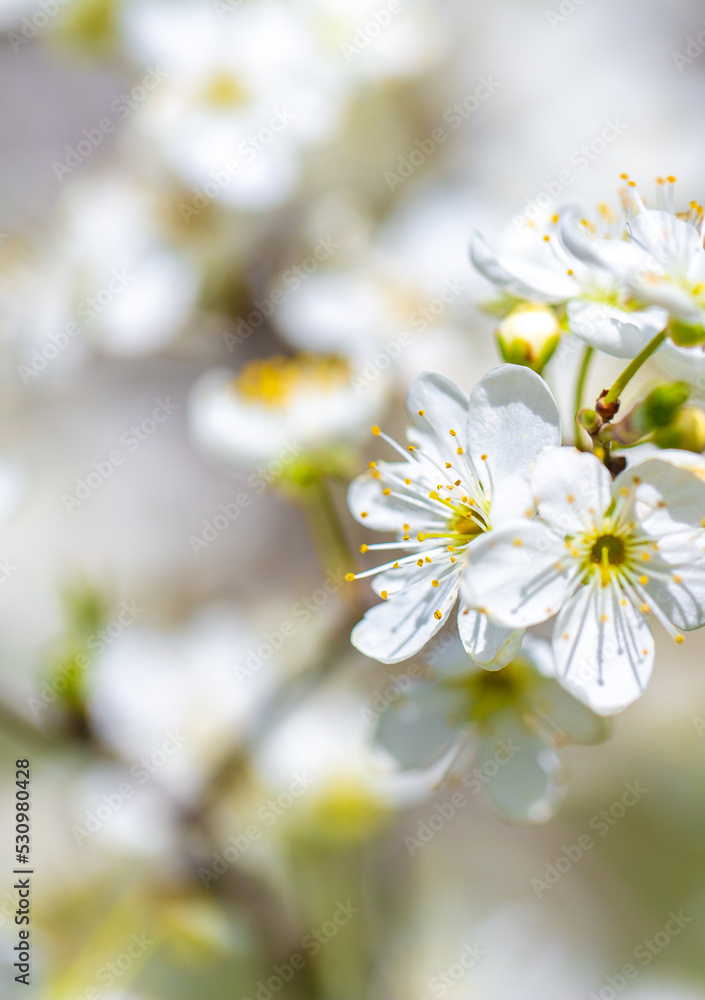 White flowers bloom in the trees. Spring landscape with blooming sakura tree. Beautiful blooming garden on a sunny day. Copy space for text.