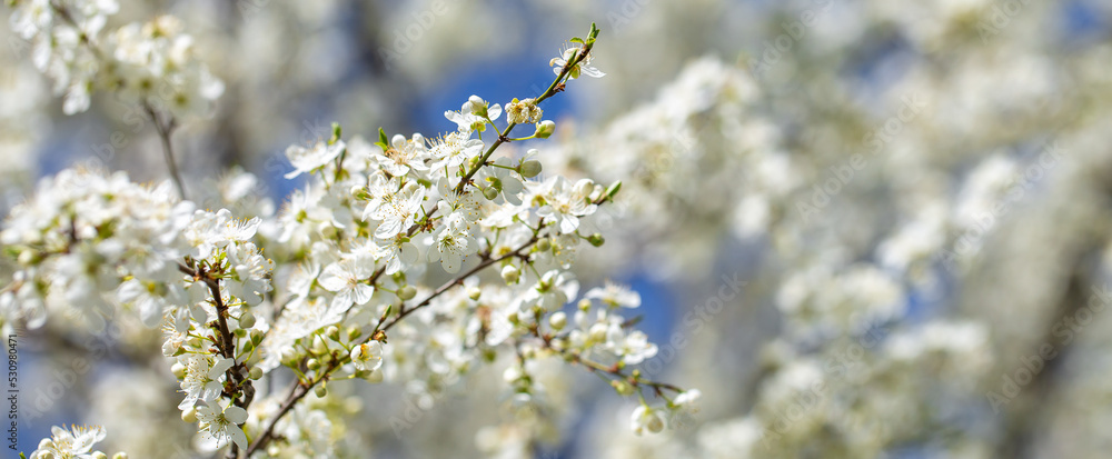 White flowers bloom in the trees. Spring landscape with blooming sakura tree. Beautiful blooming garden on a sunny day. Copy space for text. White flowers bloom in the trees. Spring landscape with blooming sakura tree. Beautiful blooming garden on a sunny day. Copy space for text.