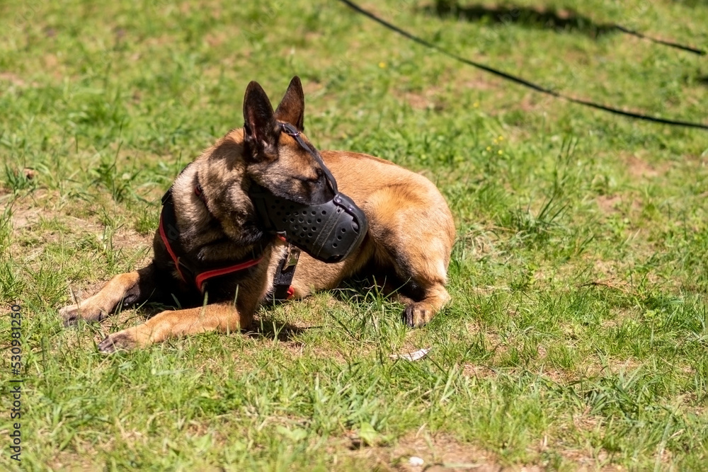Belgian Shepherd, Malinois, in a muzzle, in a meadow. Belgian Shepherd, Malinois, in a muzzle, in a meadow.