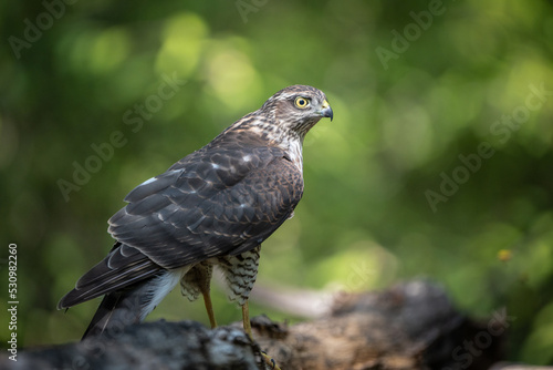 sparrow-hawk resting on a tree © Csák István