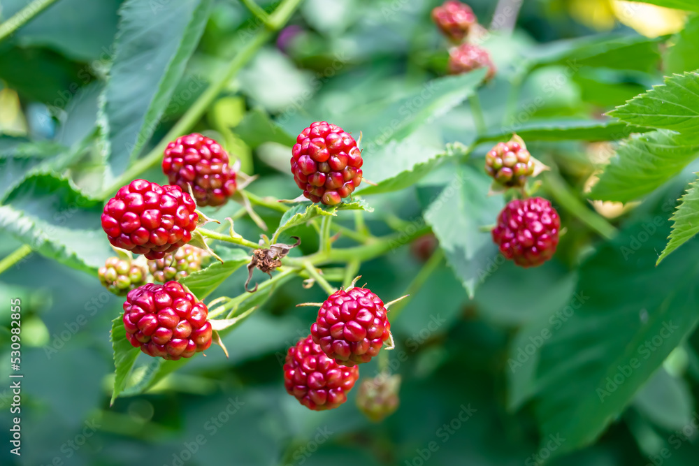 Photography on theme beautiful berry branch blackberry bush Photography on theme beautiful berry branch blackberry bush