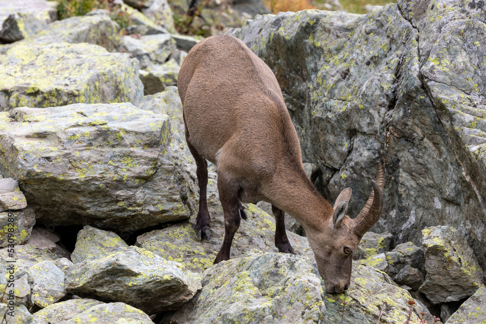 Alpine ibex (Capra ibex) on the Monviso park. Cottian Alps, Monviso park, Piedmont, Italy Alpine ibex (Capra ibex) on the Monviso park. Cottian Alps, Monviso park, Piedmont, Italy