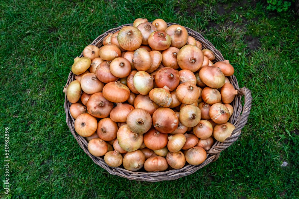 Photography on theme beautiful onion vegetable plant Photography on theme beautiful onion vegetable plant