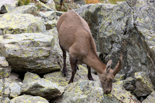 Alpine ibex (Capra ibex) on the Monviso park. Cottian Alps, Monviso park, Piedmont, Italy