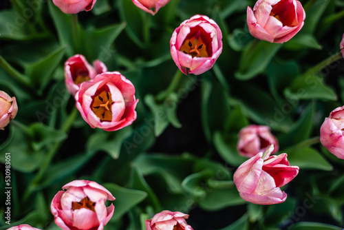 Kwitnący tulipany © fotozen