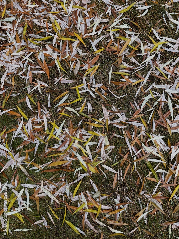 Dry autumn fallen willow leaves on green grass Dry autumn fallen willow leaves on green grass