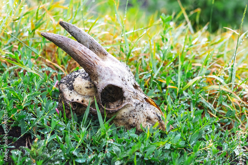Goat skull on wet grass after rain