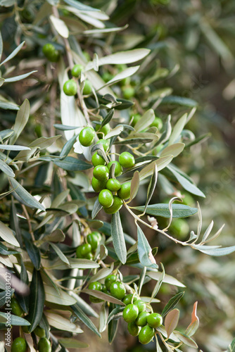 green olives on tree