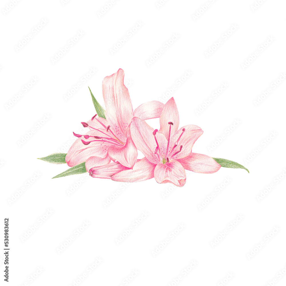 colored pencil pink lilly colored pencil pink lilly