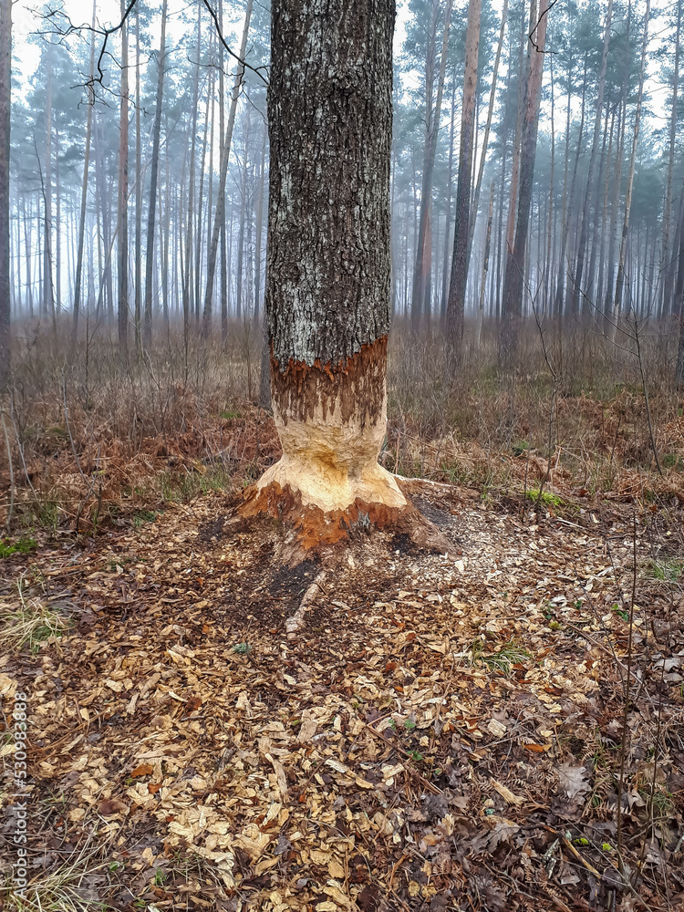 Obraz premium Big tree with impressive beaver damage and signs on wood trunk from teeth. Tree almost cut by beaver in a forest early in the morning with wood chips
