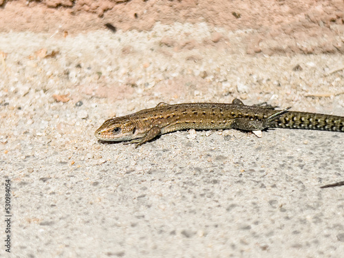 A small young lizard basking in the sun.