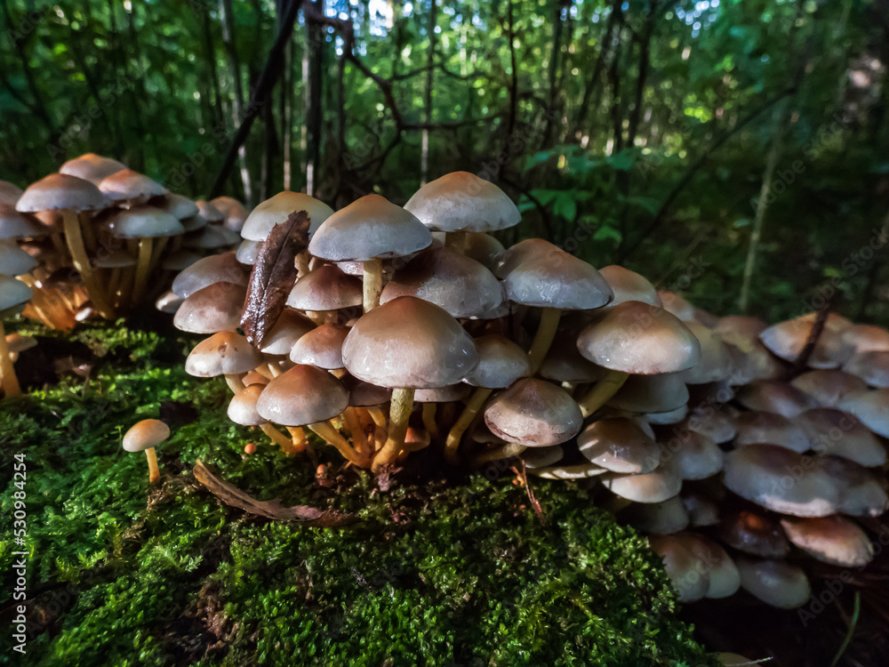 Wild mushrooms growing in large colony on tree stump and forest ground in wet moss in dark, green forest. Fairy forest in enigmatic scenery Wild mushrooms growing in large colony on tree stump and forest ground in wet moss in dark, green forest. Fairy forest in enigmatic scenery