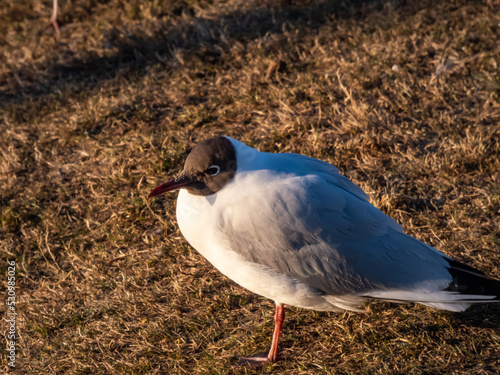 Beautiful and detailed shot of the black-headed gull (Chroicocephalus ridibundus) looking to the side in golden hour light with blurred background photo