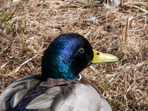 Close-up of adult, breeding male mallard or wild duck (Anas platyrhynchos) with a glossy bottle-green and purple head and a white collar. Portrait of bird head and eye in sunlight