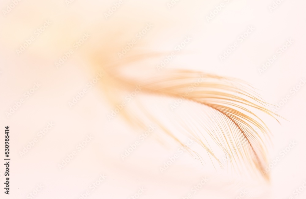 Fluffy white feather, abstract feather on white background. High resolution. Copy space for design and text. Pastel beige and white colors. Fluffy white feather, abstract feather on white background. High resolution. Copy space for design and text. Pastel beige and white colors.
