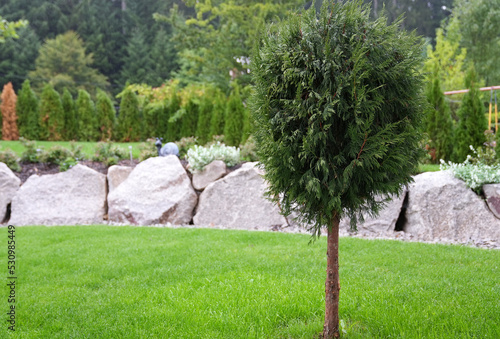 Einsamer Nadel Baum mit Steingarten, Gras und Wald als Hintergrund