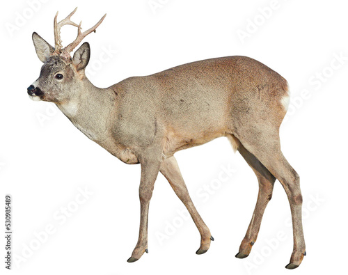 Obraz na plátně Male of Roe deer (Capreolus capreolus), isolated, PNG on transparent background