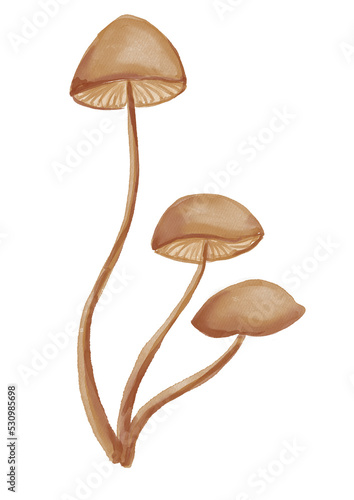Watercolor mushroom illustration