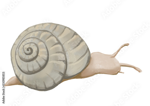 Watercolor snail illustration