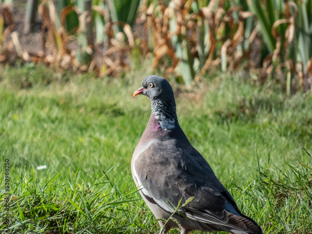 The common wood pigeon or woodpigeon (Columba palumbus) - grey with the white on its neck and wing and green and white patches on neck, and a pink patch on chest The common wood pigeon or woodpigeon (Columba palumbus) - grey with the white on its neck and wing and green and white patches on neck, and a pink patch on chest