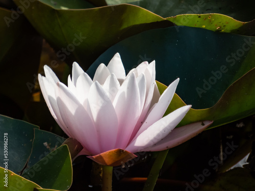 Delicate white water-lily flower blooming with yellow middle and its reflection in very beautiful wavy lake water. Floral background