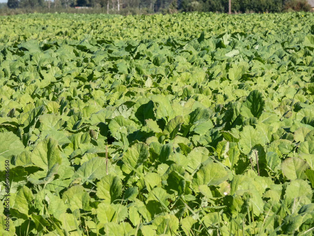 Fields of green Rapeseed (Brassica napus) in the autumn grown for the production of animal feed, edible vegetable oils, and biodiesel Fields of green Rapeseed (Brassica napus) in the autumn grown for the production of animal feed, edible vegetable oils, and biodiesel