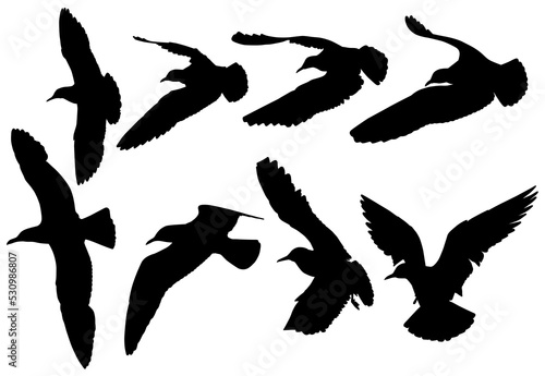 silhouette of black-headed gull (Chroicocephalus ridibundus) on flight, graphic resources, PNG on white transparent © Robin
