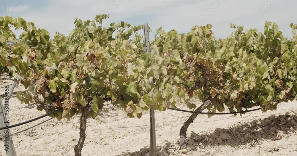 Side Shot of a Blue Grape Harvester Shaking Vineyards in Spain in Slow Motion - Right to Left Side Shot of a Blue Grape Harvester Shaking Vineyards in Spain in Slow Motion - Right to Left