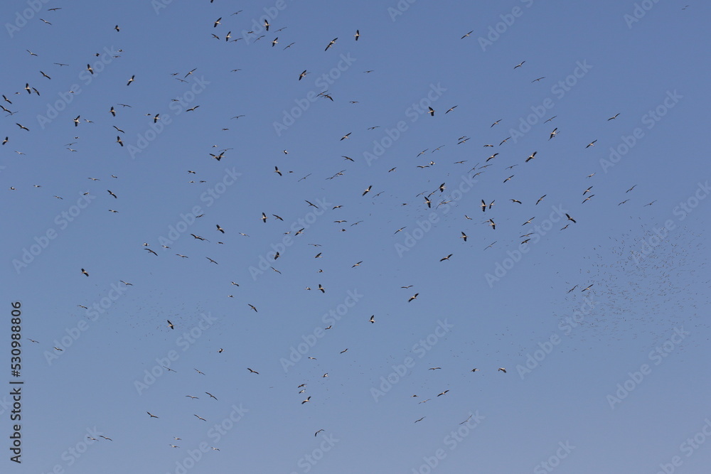 Storks are gathering for migration in autumn Storks are gathering for migration in autumn