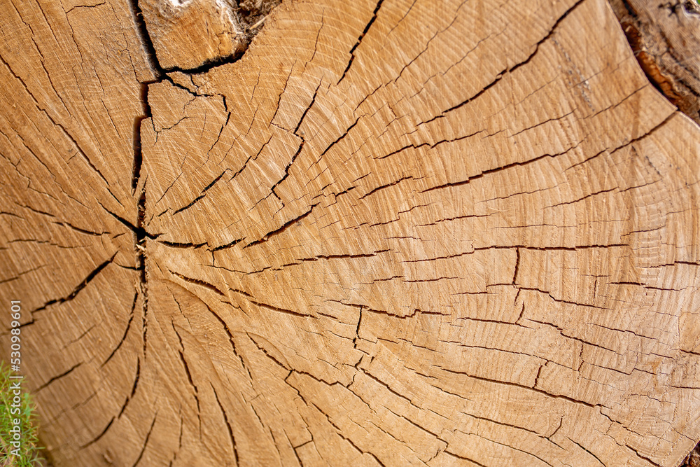 The texture of the stump in the cut. Cutting down trees for firewood