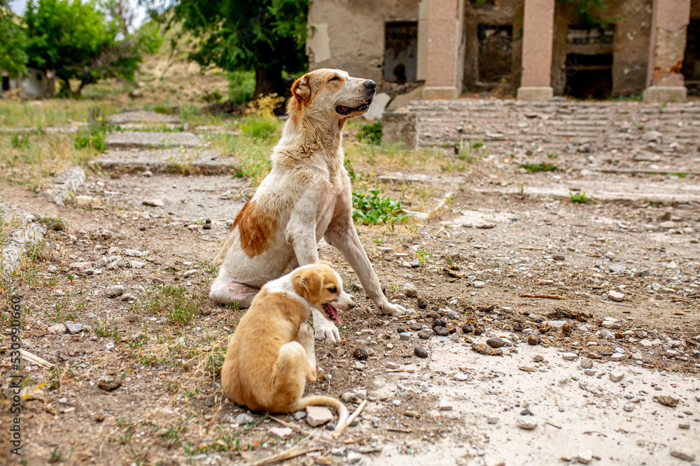 Abandoned animals on the streets of a ruined city, stray dogs near ruined houses. Destroyed and abandoned buildings of the city after the war, bombing, Apocalypse Dead city, ruins, evacuation.