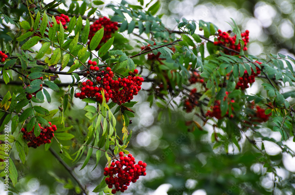 red berries on a bush red berries on a bush