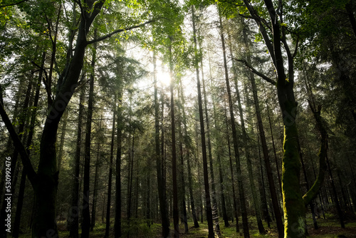 trees in the forest. sun rays through the tree .tree branches and sky