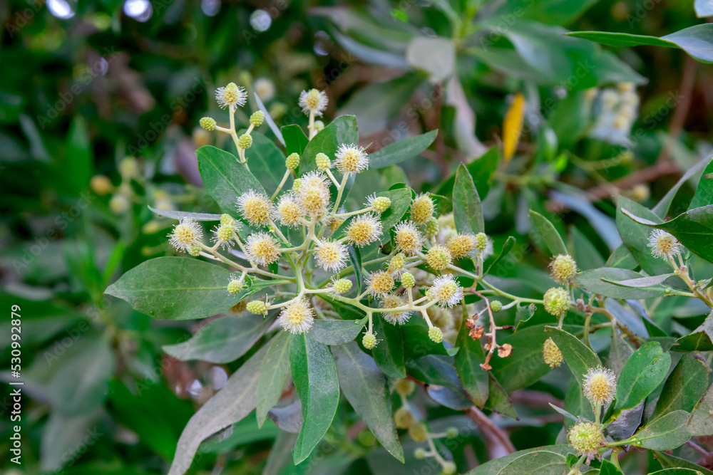 Conocarpus tree. Branch of a tree with green leaves. Conocarpus tree. Branch of a tree with green leaves.