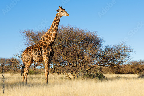 Photography A giraffe (Giraffa camelopardalis) in natural habitat, Mokala National Park, South Africa