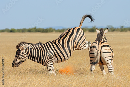 Two plains zebra stallions  Equus burchelli  fighting and kicking  Etosha National Park  Namibia.