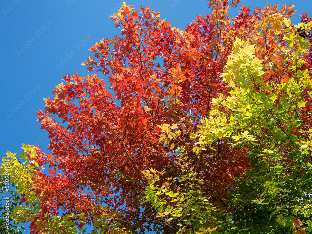 Red leaves on a tree