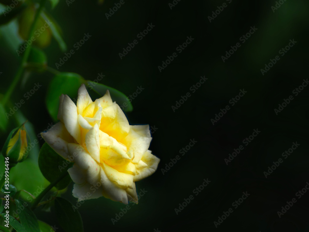 Slightly blurred yellow rose flower on its branch, on a fuzzy background, for artistic wallpaper or background