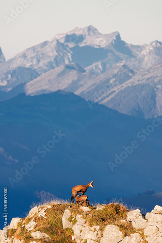 chamois mother with fawn (Rupicapra rupicapra) on a peak in Naturpark Diemtigtal in Berner Oberland