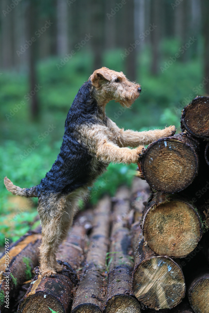 Portrait of a stunning female Welsh Terrier hunting dog, posing on a log pile in the woods. Portrait of a stunning female Welsh Terrier hunting dog, posing on a log pile in the woods.