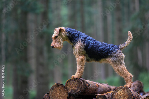 Portrait of a stunning female Welsh Terrier hunting dog  posing on a log pile in the woods.