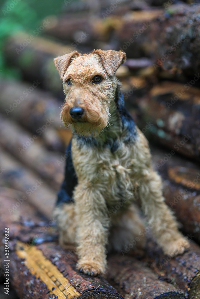 Portrait of a stunning female Welsh Terrier hunting dog, posing on a log pile in the woods. Portrait of a stunning female Welsh Terrier hunting dog, posing on a log pile in the woods.