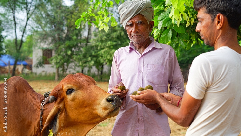 Indian farmer feeding ayurvedic medicine to his cow to prevent lumpy ...