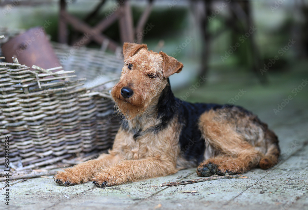 Portrait of a cute female Welsh Terrier hunting dog, posing lying down in a vintage barn and looking towards the camera. Portrait of a cute female Welsh Terrier hunting dog, posing lying down in a vintage barn and looking towards the camera.