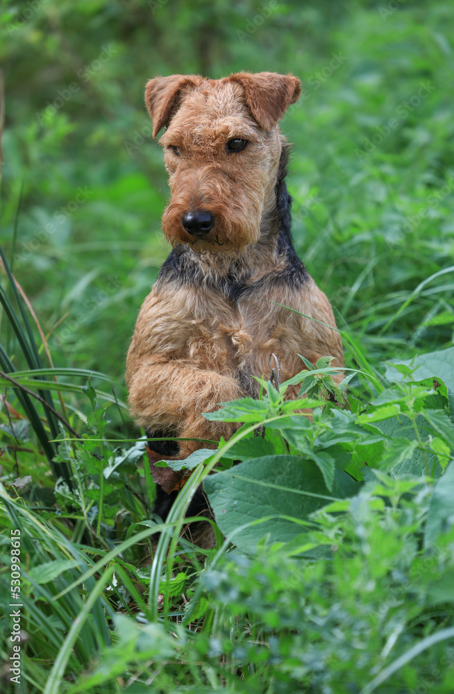 Portrait of a cute female Welsh Terrier hunting dog, posing outdoors and looking towards the camera. Portrait of a cute female Welsh Terrier hunting dog, posing outdoors and looking towards the camera.