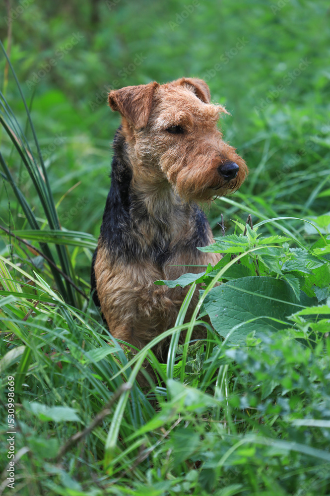 Portrait of a cute female Welsh Terrier hunting dog, posing outdoors and looking towards the camera. Portrait of a cute female Welsh Terrier hunting dog, posing outdoors and looking towards the camera.