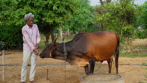 Indian farmer feeding medicine to his domestic animal at outdoor. Precaution of lumpy or lampi skin disease.