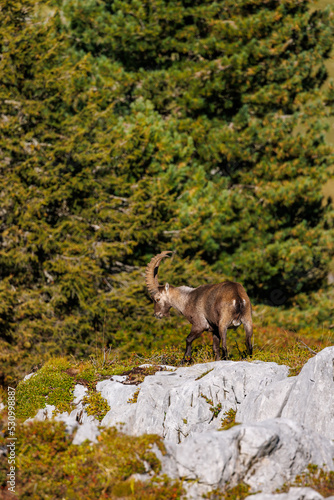 male ibex (Capra ibex) in Naturpark Diemtigtal in Berner Oberland © schame87